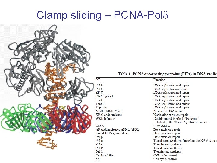 Clamp sliding – PCNA-Pold 