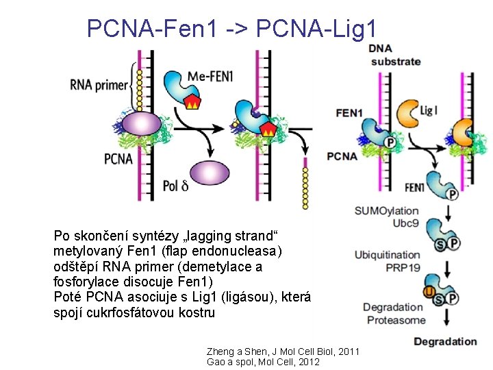 PCNA-Fen 1 -> PCNA-Lig 1 Po skončení syntézy „lagging strand“ metylovaný Fen 1 (flap