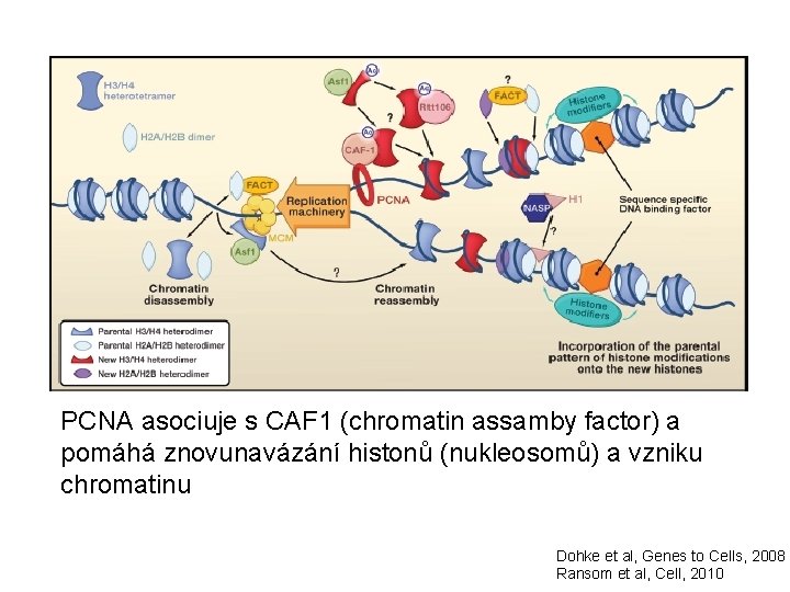 PCNA asociuje s CAF 1 (chromatin assamby factor) a pomáhá znovunavázání histonů (nukleosomů) a