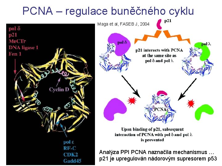 PCNA – regulace buněčného cyklu Maga et al, FASEB J, 2004 Analýza PPI PCNA