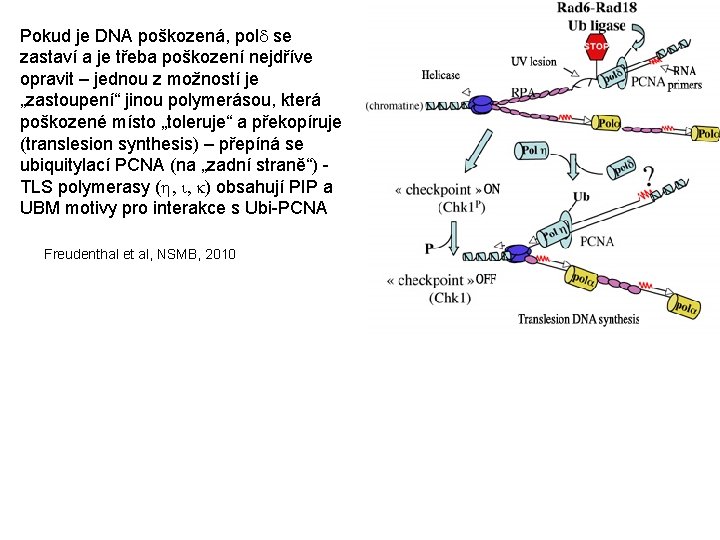 Pokud je DNA poškozená, pold se zastaví a je třeba poškození nejdříve opravit –