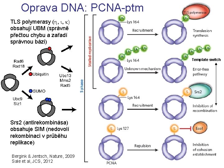 Oprava DNA: PCNA-ptm TLS polymerasy (h, i, k) obsahují UBM (správně přečtou chybu a