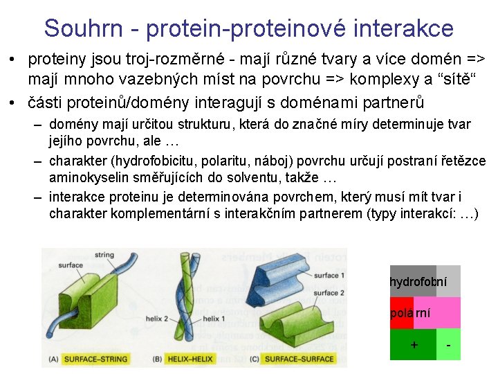 Souhrn - protein-proteinové interakce • proteiny jsou troj-rozměrné - mají různé tvary a více