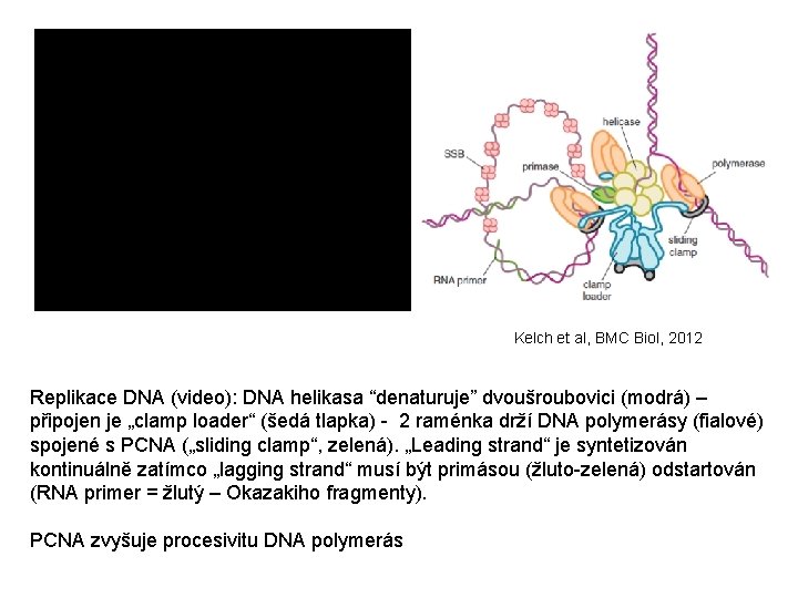 Kelch et al, BMC Biol, 2012 Replikace DNA (video): DNA helikasa “denaturuje” dvoušroubovici (modrá)