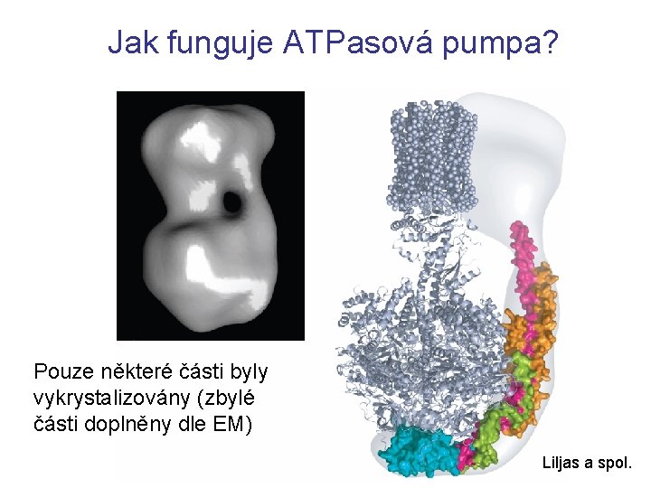 Jak funguje ATPasová pumpa? Pouze některé části byly vykrystalizovány (zbylé části doplněny dle EM)