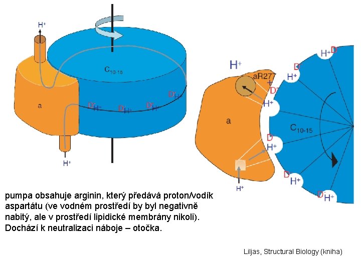 pumpa obsahuje arginin, který předává proton/vodík aspartátu (ve vodném prostředí by byl negativně nabitý,