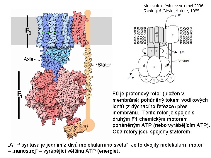 Molekula měsíce v prosinci 2005 Rastogi & Girvin, Nature, 1999 F 0 je protonový