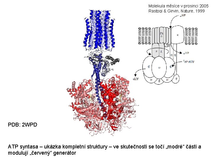 Molekula měsíce v prosinci 2005 Rastogi & Girvin, Nature, 1999 PDB: 2 WPD ATP