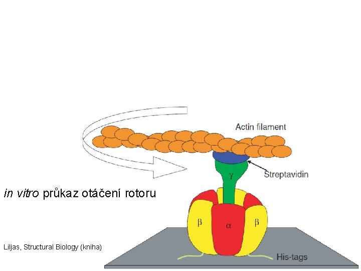 in vitro průkaz otáčení rotoru Liljas, Structural Biology (kniha) 