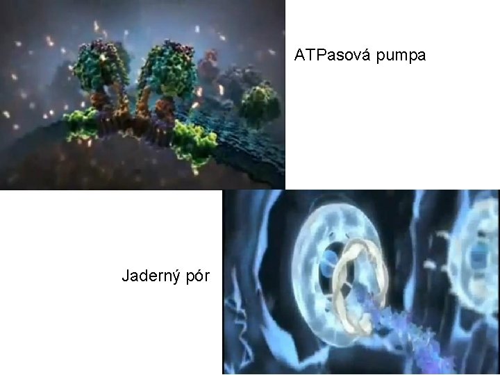 ATPasová pumpa Jaderný pór 