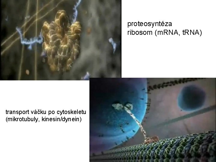 proteosyntéza ribosom (m. RNA, t. RNA) transport váčku po cytoskeletu (mikrotubuly, kinesin/dynein) 