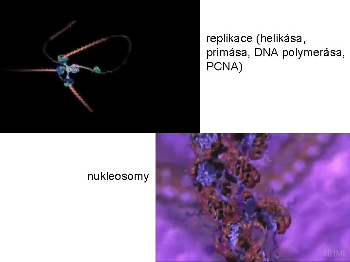 replikace (helikása, primása, DNA polymerása, PCNA) nukleosomy 