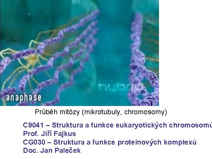 Průběh mitózy (mikrotubuly, chromosomy) C 9041 – Struktura a funkce eukaryotických chromosomů Prof. Jiří