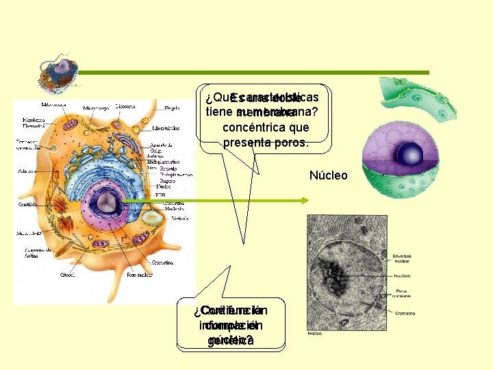 ¿QuéEscaracterísticas una doble tiene su membrana? membrana concéntrica que presenta poros. Núcleo ¿Qué función