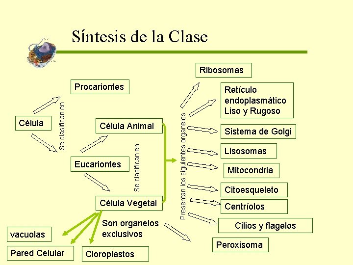 Síntesis de la Clase Ribosomas Eucariontes Célula Vegetal vacuolas Pared Celular Son organelos exclusivos