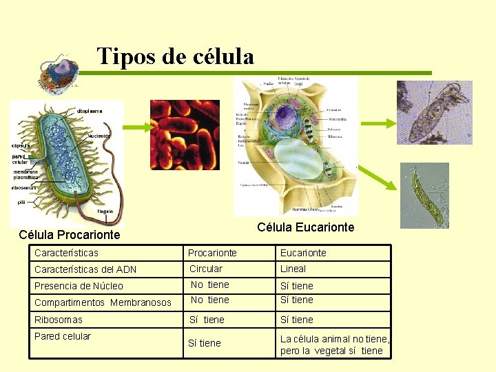 Tipos de célula Célula Eucarionte Célula Procarionte Características Procarionte Eucarionte Características del ADN Circular