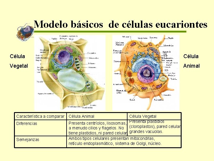 Modelo básicos de células eucariontes Célula Vegetal Animal Característica a comparar Célula Animal Diferencias