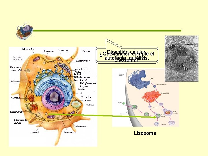 Digestión ¿Qué funcióncelular, cumple el autofagia, autólisis. Lisosoma? Lisosoma 