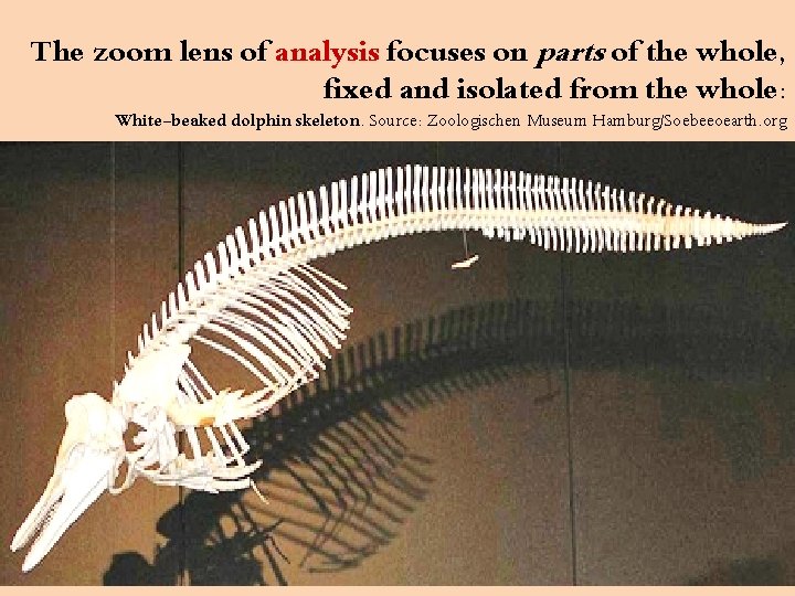 The zoom lens of analysis focuses on parts of the whole, fixed and isolated