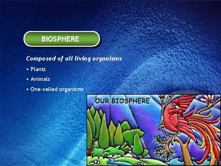 BIOSPHERE Composed of all living organisms • Plants • Animals • One-celled organisms 