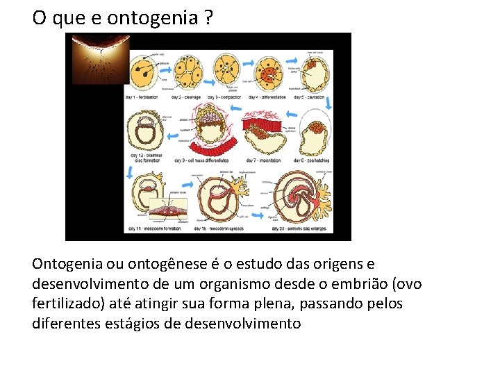 O que e ontogenia ? Ontogenia ou ontogênese é o estudo das origens e