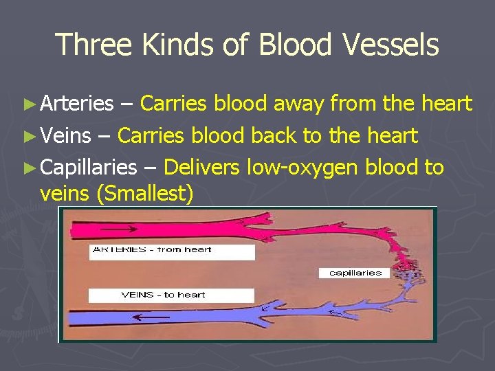 Three Kinds of Blood Vessels ► Arteries – Carries blood away from the heart