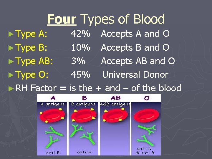 Four Types of Blood ► Type A: 42% Accepts A and O ► Type