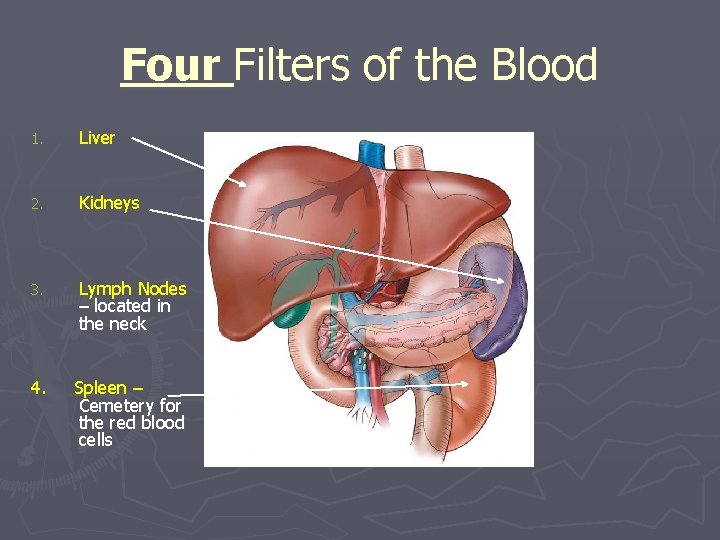 Four Filters of the Blood 1. Liver 2. Kidneys 3. Lymph Nodes – located