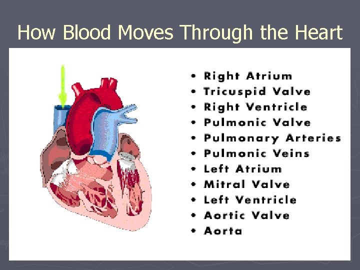 How Blood Moves Through the Heart 