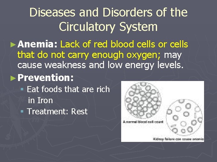 Diseases and Disorders of the Circulatory System ► Anemia: Lack of red blood cells