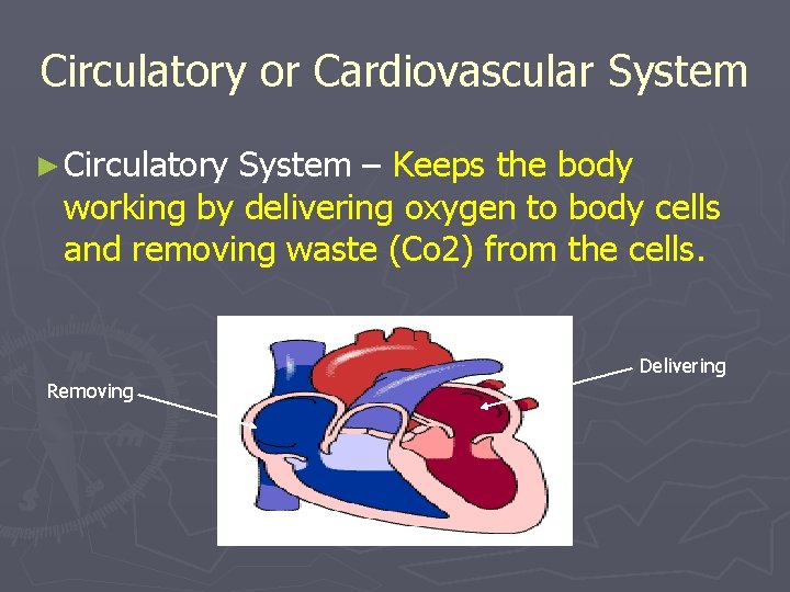 Circulatory or Cardiovascular System ► Circulatory System – Keeps the body working by delivering