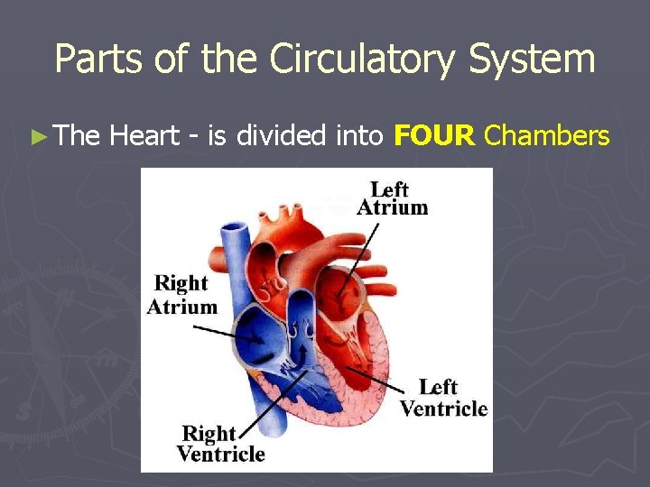 Parts of the Circulatory System ► The Heart - is divided into FOUR Chambers