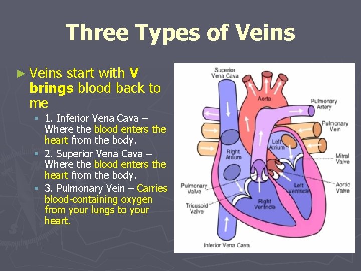 Three Types of Veins ► Veins start with V brings blood back to me