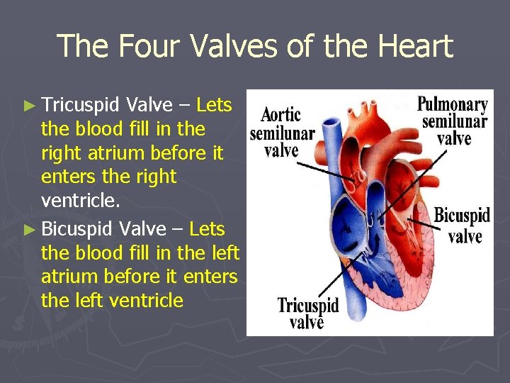The Four Valves of the Heart ► Tricuspid Valve – Lets the blood fill