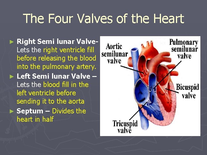 The Four Valves of the Heart Right Semi lunar Valve. Lets the right ventricle