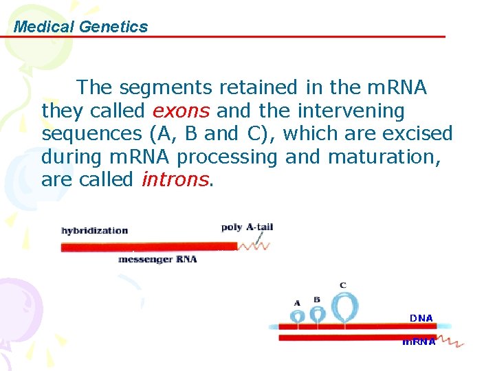 Medical Genetics The segments retained in the m. RNA they called exons and the