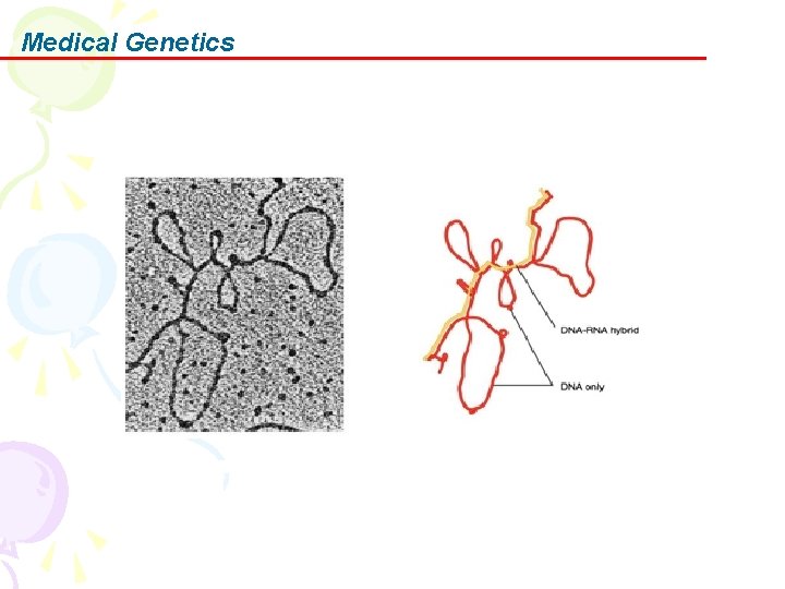 Medical Genetics 