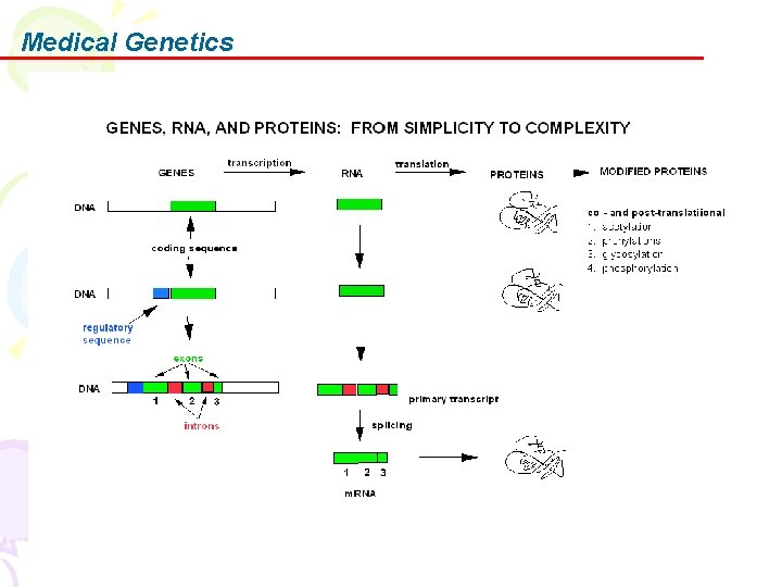 Medical Genetics 