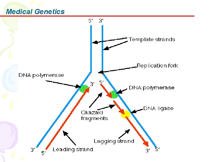 Medical Genetics 