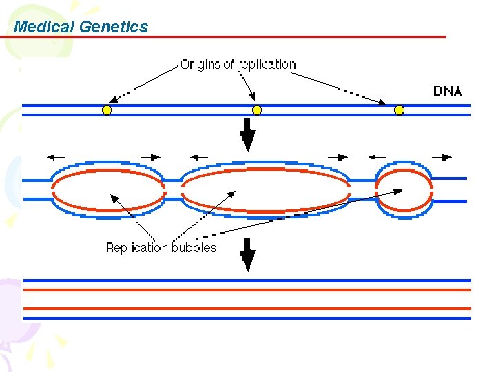 Medical Genetics 