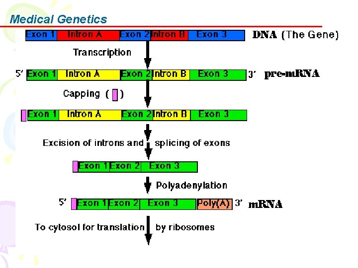 Medical Genetics 