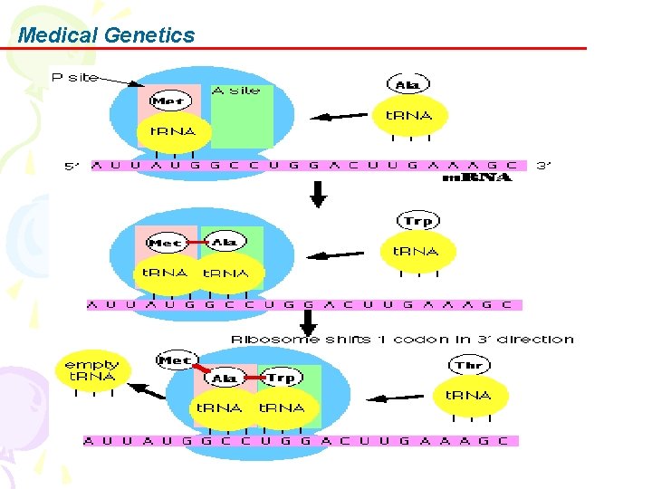 Medical Genetics 