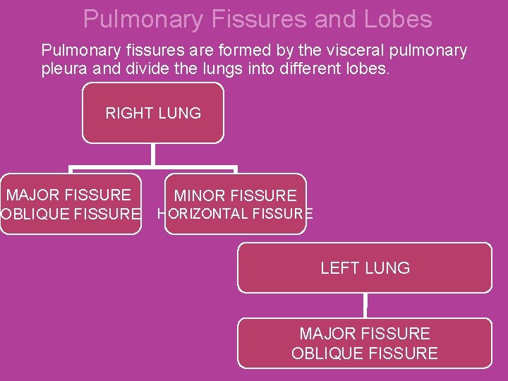 Pulmonary Fissures and Lobes Pulmonary fissures are formed by the visceral pulmonary pleura and