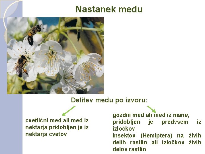 Nastanek medu Delitev medu po izvoru: cvetlični med ali med iz nektarja pridobljen je