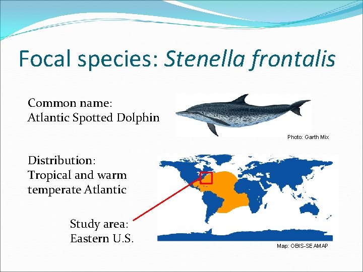 Focal species: Stenella frontalis Common name: Atlantic Spotted Dolphin Photo: Garth Mix Distribution: Tropical