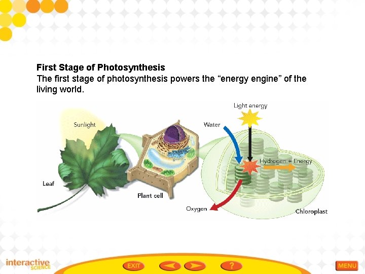 First Stage of Photosynthesis The first stage of photosynthesis powers the “energy engine” of