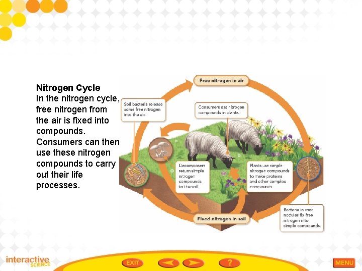 Nitrogen Cycle In the nitrogen cycle, free nitrogen from the air is fixed into