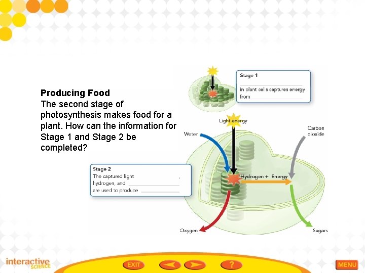 Producing Food The second stage of photosynthesis makes food for a plant. How can
