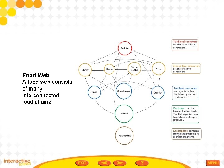 Food Web A food web consists of many interconnected food chains. 