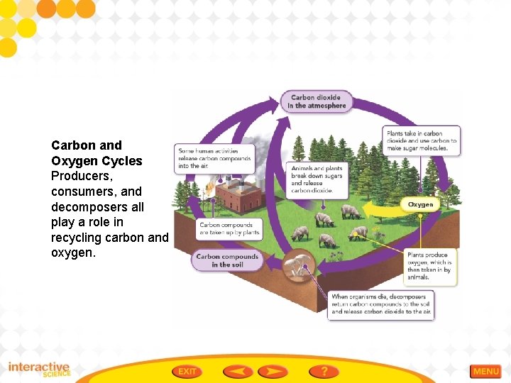 Carbon and Oxygen Cycles Producers, consumers, and decomposers all play a role in recycling